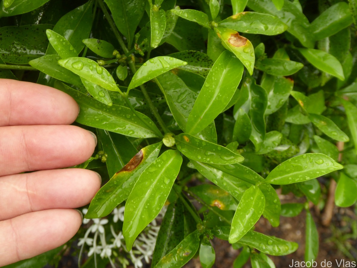 Pavetta indica L.